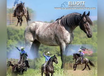 Draft Horse, Gelding, 4 years, 15 hh, Roan-Blue