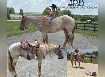 Draft Horse, Gelding, 4 years, 15 hh, Roan-Red