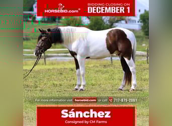 Draft Horse Mix, Gelding, 4 years, 15,1 hh, Pinto