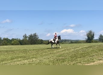Draft Horse Mix, Gelding, 4 years, 15,1 hh, Pinto