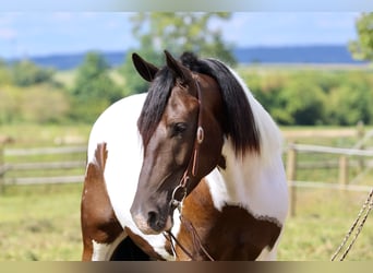 Draft Horse, Gelding, 4 years, 15,1 hh, Pinto