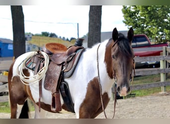 Draft Horse, Gelding, 4 years, 15,1 hh, Pinto