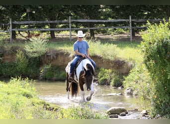 Draft Horse, Gelding, 4 years, 15,1 hh, Pinto