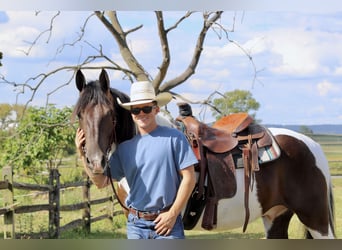 Draft Horse, Gelding, 4 years, 15,1 hh, Pinto