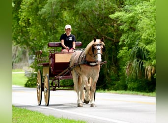 Draft Horse Mix, Gelding, 4 years, 15,1 hh, Roan-Red