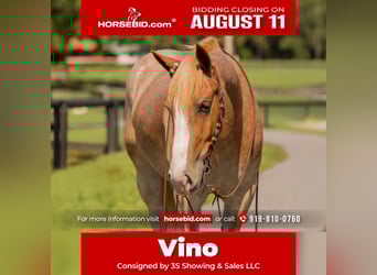 Draft Horse Mix, Gelding, 4 years, 15,1 hh, Roan-Red