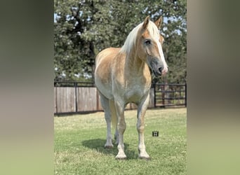 Draft Horse Mix, Gelding, 4 years, 15,1 hh, Sorrel