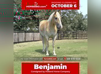 Draft Horse Mix, Gelding, 4 years, 15,1 hh, Sorrel