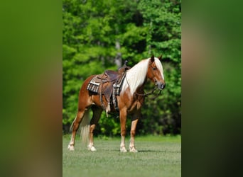 Draft Horse Mix, Gelding, 4 years, 15,1 hh, Sorrel