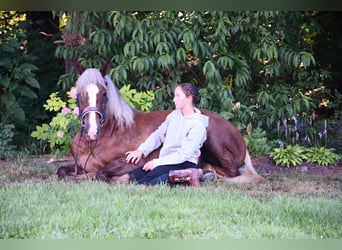 Draft Horse Mix, Gelding, 4 years, 15,1 hh
