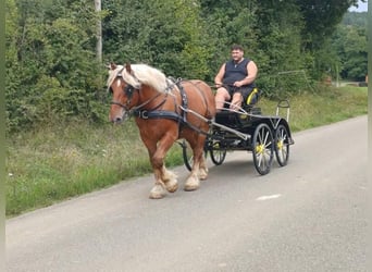 Draft Horse, Gelding, 4 years, 15,2 hh, Chestnut-Red