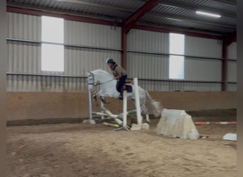 Draft Horse, Gelding, 4 years, 15,2 hh, Grey