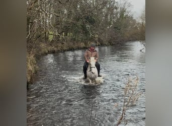 Draft Horse, Gelding, 4 years, 15,2 hh, Grey