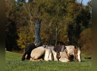Draft Horse Mix, Gelding, 4 years, 15,2 hh, Roan-Red