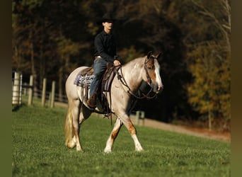 Draft Horse Mix, Gelding, 4 years, 15,2 hh, Roan-Red