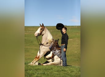 Draft Horse Mix, Gelding, 4 years, 15,2 hh, Roan-Red