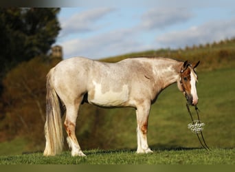 Draft Horse Mix, Gelding, 4 years, 15,2 hh, Roan-Red