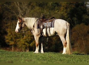 Draft Horse Mix, Gelding, 4 years, 15,2 hh, Roan-Red