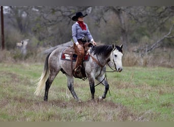Draft Horse Mix, Gelding, 4 years, 15,3 hh, Grey