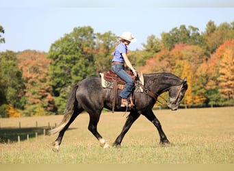 Draft Horse Mix, Gelding, 4 years, 15,3 hh, Grey