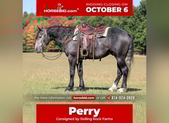 Draft Horse Mix, Gelding, 4 years, 15,3 hh, Grey