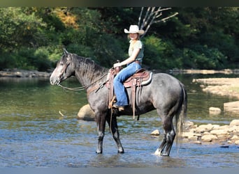 Draft Horse Mix, Gelding, 4 years, 15,3 hh, Grey