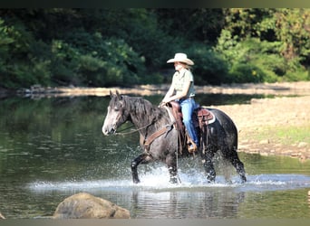 Draft Horse Mix, Gelding, 4 years, 15,3 hh, Grey