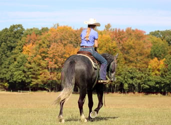 Draft Horse Mix, Gelding, 4 years, 15,3 hh, Grey