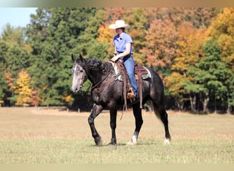 Draft Horse Mix, Gelding, 4 years, 15,3 hh, Grey