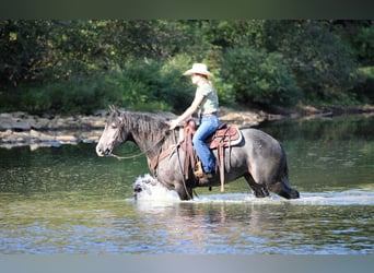 Draft Horse Mix, Gelding, 4 years, 15,3 hh, Grey