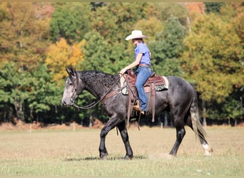 Draft Horse Mix, Gelding, 4 years, 15,3 hh, Grey