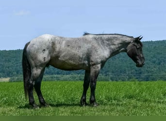Draft Horse Mix, Gelding, 4 years, 15,3 hh, Roan-Blue