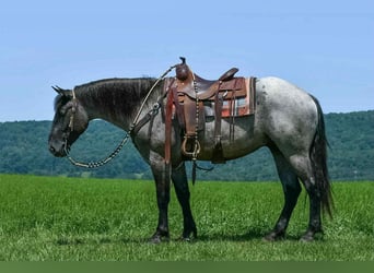 Draft Horse Mix, Gelding, 4 years, 15,3 hh, Roan-Blue