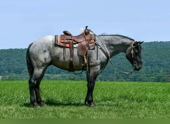 Draft Horse Mix, Gelding, 4 years, 15,3 hh, Roan-Blue