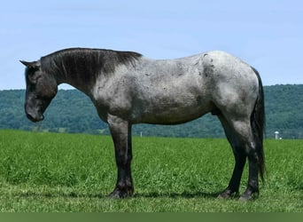 Draft Horse Mix, Gelding, 4 years, 15,3 hh, Roan-Blue