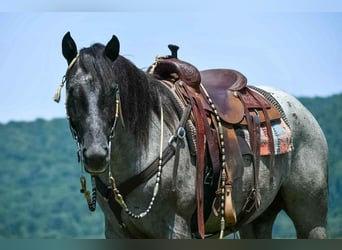 Draft Horse Mix, Gelding, 4 years, 15,3 hh, Roan-Blue