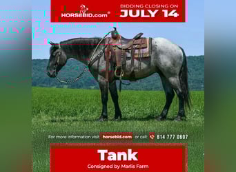 Draft Horse Mix, Gelding, 4 years, 15,3 hh, Roan-Blue