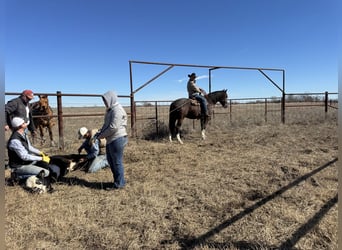 Draft Horse Mix, Gelding, 4 years, 16.1 hh, Black