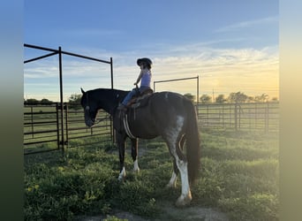 Draft Horse Mix, Gelding, 4 years, 16.1 hh, Black