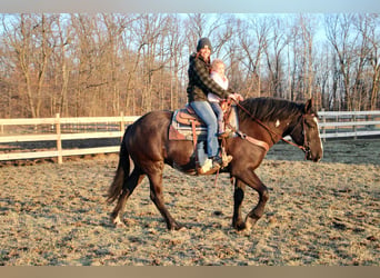 Draft Horse, Gelding, 4 years, 16.1 hh, Overo-all-colors