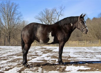 Draft Horse, Gelding, 4 years, 16.1 hh, Overo-all-colors