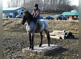 Draft Horse, Gelding, 4 years, 16.1 hh, Roan-Blue