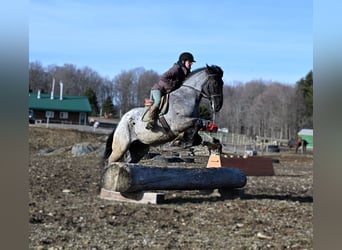 Draft Horse, Gelding, 4 years, 16.1 hh, Roan-Blue
