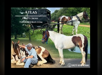 Draft Horse Mix, Gelding, 4 years, 16.1 hh, Tobiano-all-colors