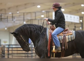 Draft Horse, Gelding, 4 years, 16.2 hh, Black