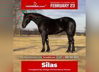 Draft Horse Mix, Gelding, 4 years, 16.2 hh, Black