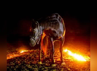 Draft Horse Mix, Gelding, 4 years, 16.2 hh, Black