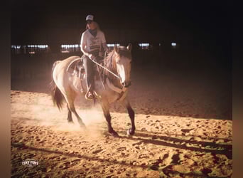 Draft Horse, Gelding, 4 years, 16.2 hh, Buckskin