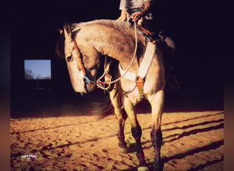 Draft Horse, Gelding, 4 years, 16.2 hh, Buckskin