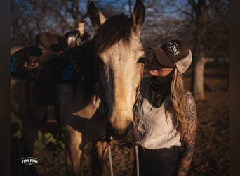Draft Horse, Gelding, 4 years, 16.2 hh, Buckskin